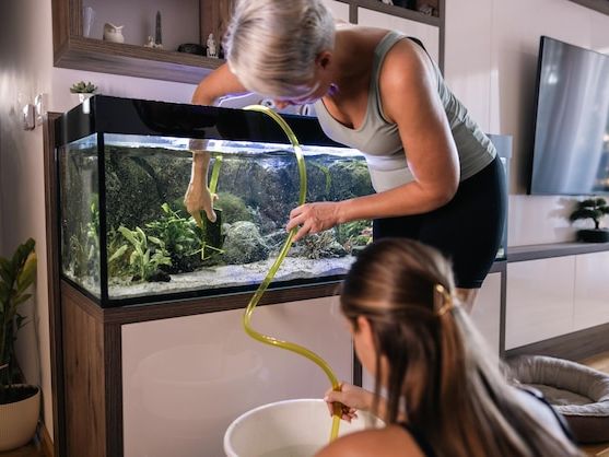 Jak dbać o egzotyczne ryby akwariowe w domu: Kompletny przewodnik pielęgnacji