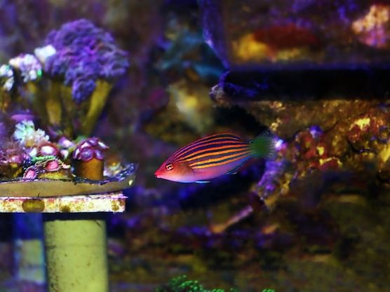 Top 10 egzotycznych ryb do amatorskiego akwarium – wybierz idealne gatunki dla początkujących
